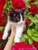 Сибирский котенок Пуговка в добрые руки