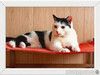 Уютный семейный котик Сеня в добрые руки
