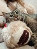 Очень ласковая большеглазая кошечка Милаша в дар