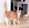 Шилопопый рыжий кот Шустрик ищет дом