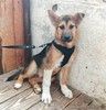 Жизнерадостный, активный щенок Томас в поисках своей семьи 