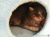 Жертва жестокого обращения котик Гера ищет дом