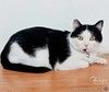 Толстенький, спокойный котик Бархат ищет семью!