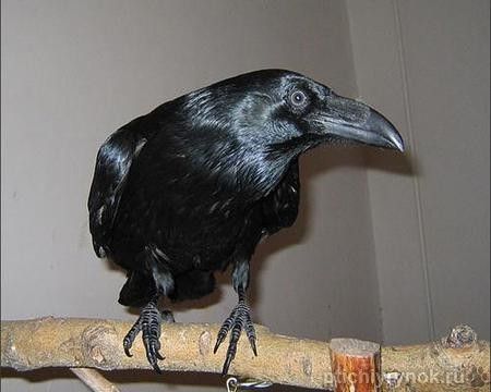 Ворон черный птенцы выкормыши