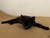 Черные котята-малыши ищут дом