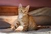Рыжий ласковый котенок