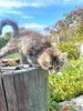 Три славных котенка, мальчик и девочки ищут дом