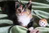 Котенок девочка трехцветная Розочка ищет дом