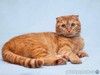 Рыжая вислоухая кошечка Манго в добрые руки