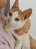 Ищет дом замечательный котенок Феня.