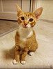 Прикольный рыжий котёнок Фокс с большими ушками в дар