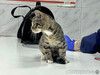 Ищет дом очаровательный тигровый котёнок Маня 