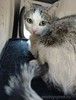 Ищет дом замечательная Васенька.