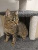 Дружелюбный и общительный котик Джеммик хочет стать домашним!