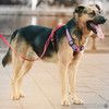 Озорная Холли ищет дом / Москва и МО