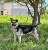 Добрый и спокойный пёс Патрик в дар