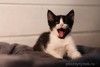 Ищет дом чудесный  котенок.