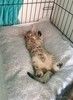 Ника и Сима ищут дом и самых лучших хозяев