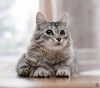 Ласковый кот Космос, фенотип мейн-куна, ищет семью!