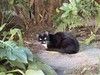 Маркизная кошка Метка в добрые руки