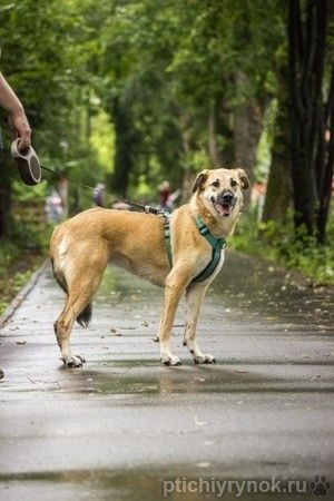 Чудесная Барабулька ищет дом и любящую семью!