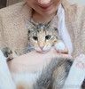 Ищет дом трехцветная кошечка-подросток