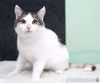 Умнейшая трехцветная кошечка Женечка в добрые руки