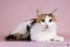 Трехцветная пушистая кошечка Марта в добрые руки