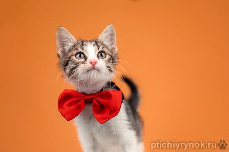 Очаровательный котенок Вася — полосатик в добрые руки