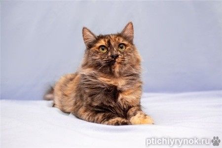 Красивая, трёхцветная, пушистая кошка Маша в добрые руки.