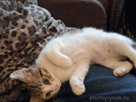 Котята в дар: луна и солнышко