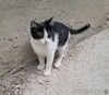 Вася, Мусенька и Мурзичек ждут своих хозяев.