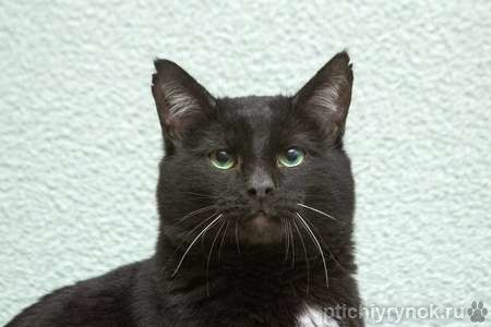 Благородный рыцарь Рамзес — черный кот в дар