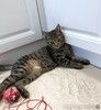 Серый котенок малыш Гномик ищет дом
