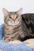 Прекрасный кот Кальман мраморного окраса ищет ответственную, надежную и любящую семью.