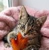 Ручные и ласковые полосатые котята в добрые руки