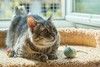 Котик Луня в добрые руки