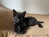 Черные котята-малыши ищут дом