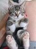 Очаровательные котята ищут дом!