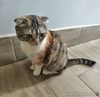 Домашняя трехцветная шотландская кошечка Чуля ищет дом
