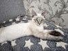 Тайский котенок Пацан в добрые руки