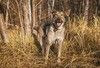Ласковое солнышко Степашка ищет дом
