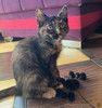 Котенок Алиса в добрые руки!