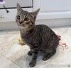 Серый котенок малыш Гномик ищет дом