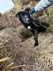 Ищут дом подросшие щенки.