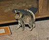 Совсем маленькие котята мальчики и девочки в добрые руки