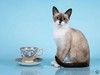 Юная сиамская кошечка Колокольчик