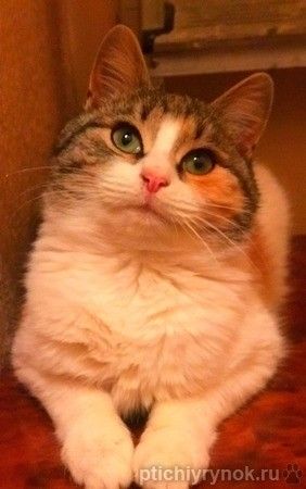 Очаровательный трехцветный котенок Василиса в дар
