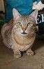 Наимилейший котик Матис ищет любящего хозяина!