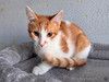 Тоша, маленький персиковый котенок, который ждёт своего человека